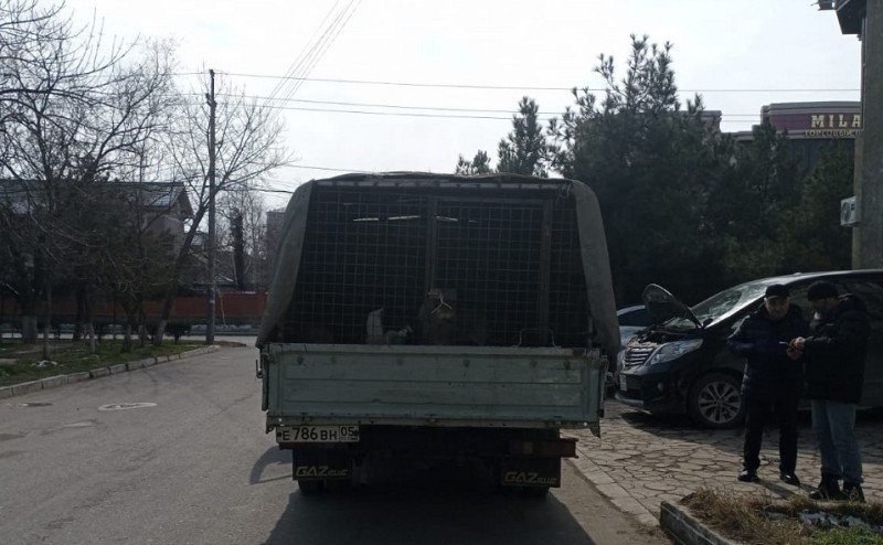 В Каспийске проводятся мероприятия в отношении животных без владельцев