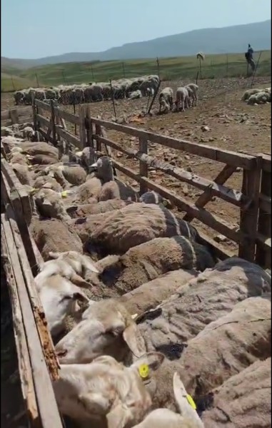 Ветеринарные мероприятия в Акушинском районе