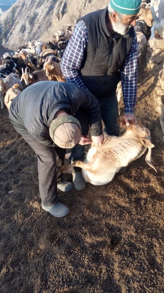 Ветеринарные мероприятия в Гумбетовском районе