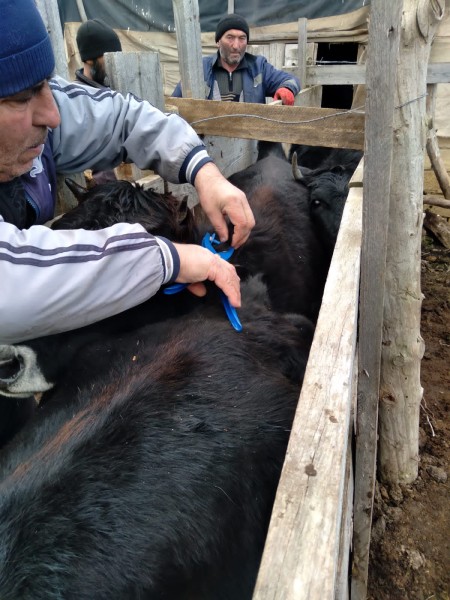 Дербентское ветеринарное управление отчиталось о результатах работы за 2022 год