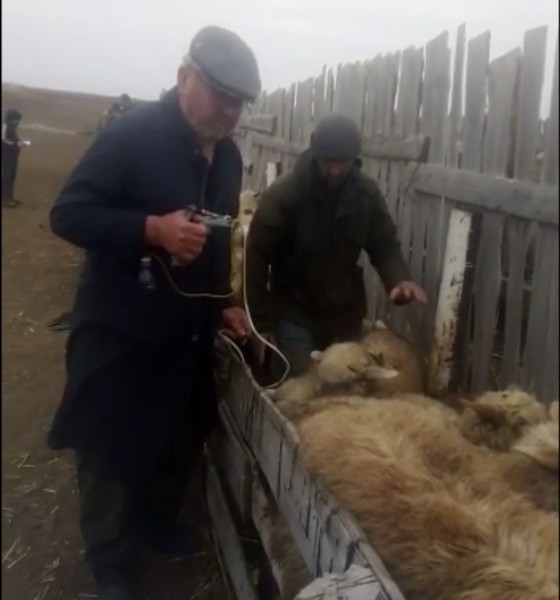 Ветеринарные мероприятия в Хунзахском районе