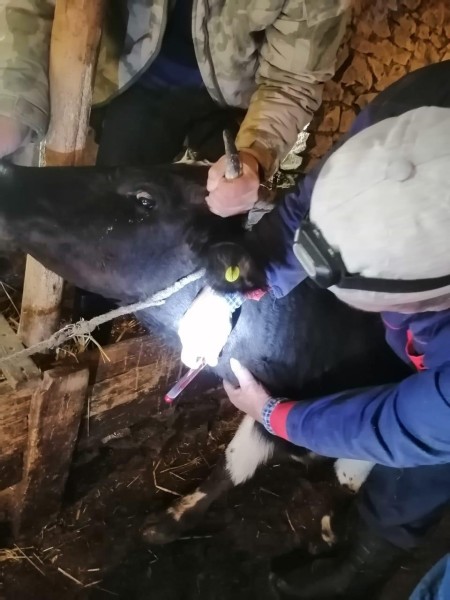 Ветеринарные мероприятия в Агульском районе
