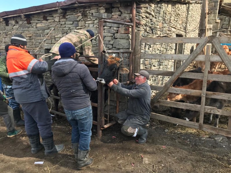 Ветеринарные мероприятия в Кулинском районе