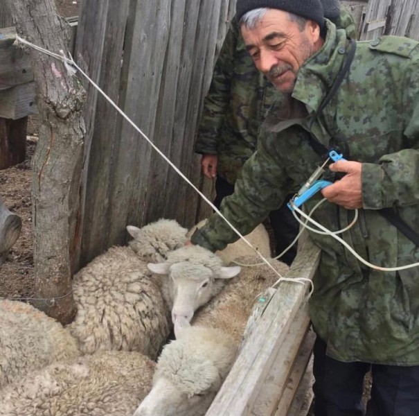Осенние ветеринарные мероприятия в хозяйствах Хунзахского района