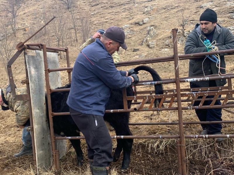 Ветеринарные мероприятия в Гунибском районе