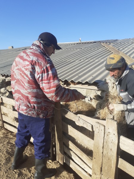 Ветеринарные мероприятия в Рутульском районе