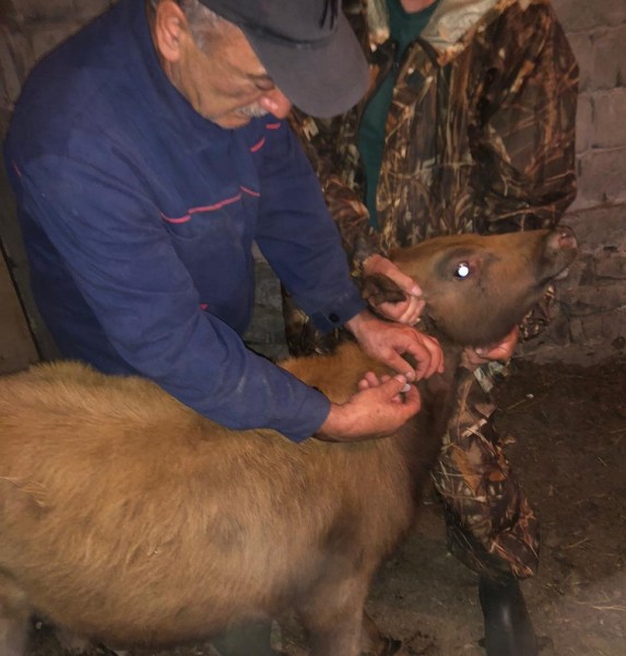 Ветеринарные мероприятия в Рутульском районе