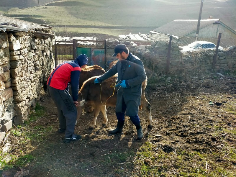 Ветеринарные мероприятия в Кулинском районе