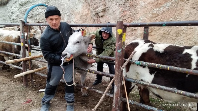 Ветеринарные мероприятия в Левашинском районе
