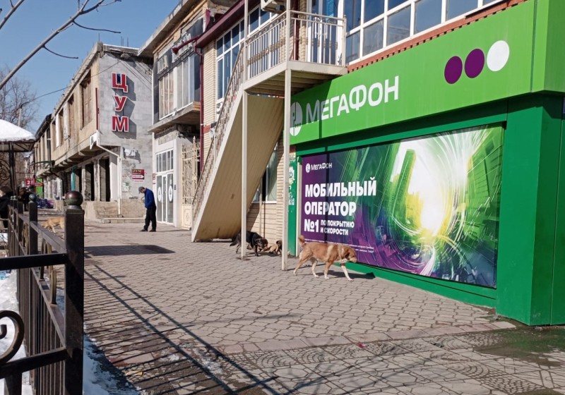 В Буйнакске проведен отлов животных без владельцев