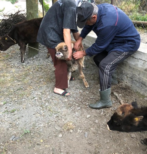 Ветеринарные мероприятия в Рутульском районе