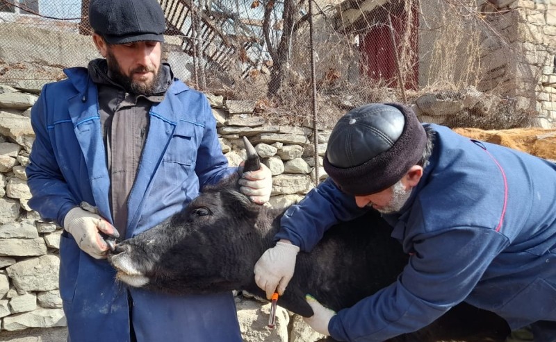 Ход выполнения плановых ветеринарных мероприятий в хозяйствах республики