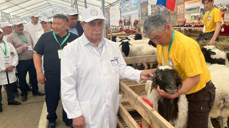 25-я Российская выставка племенных овец и коз