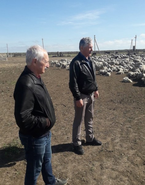 В Дагестане начался перегон овец