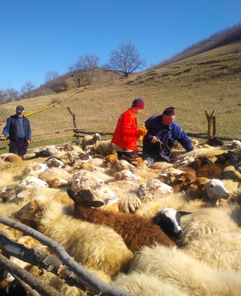 Ветеринарные мероприятия в Хивском районе