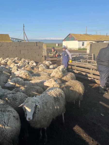 Ветеринарные мероприятия в Гунибском районе
