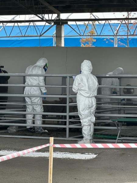 На Ставрополье прошли учения по локализации и ликвидации условного эпизоотического очага ящура