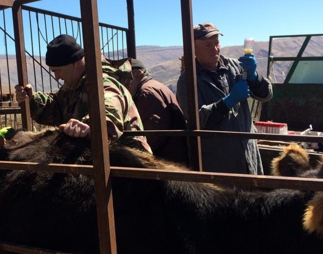 Ветеринарные мероприятия в Гунибском районе