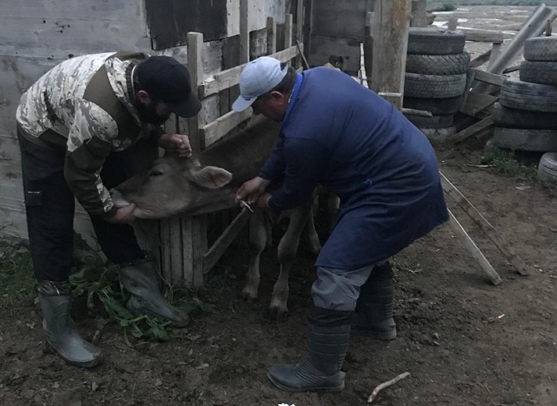 Контрольно-мониторинговое ветеринарное мероприятие в Курахском районе