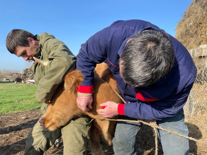 Осенние плановые ветеринарно-диагностические мероприятия