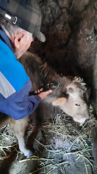 Ветеринарные мероприятия в Чародинском районе