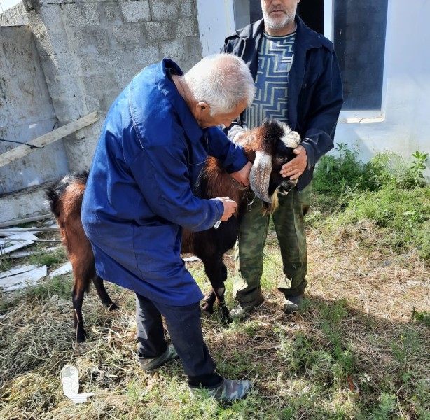 Плановые ветеринарные мероприятия