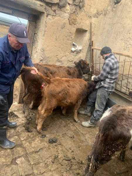 Ветеринарные мероприятия в Гунибском районе