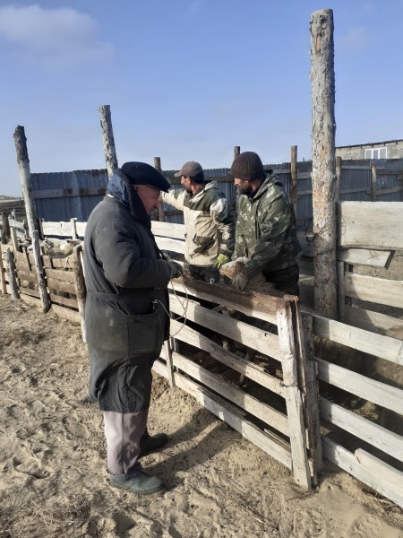 Ветеринарные мероприятия в Рутульском районе