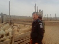 Оздоровительные мероприятия в неблагополучных пунктах по бруцеллёзу КРС