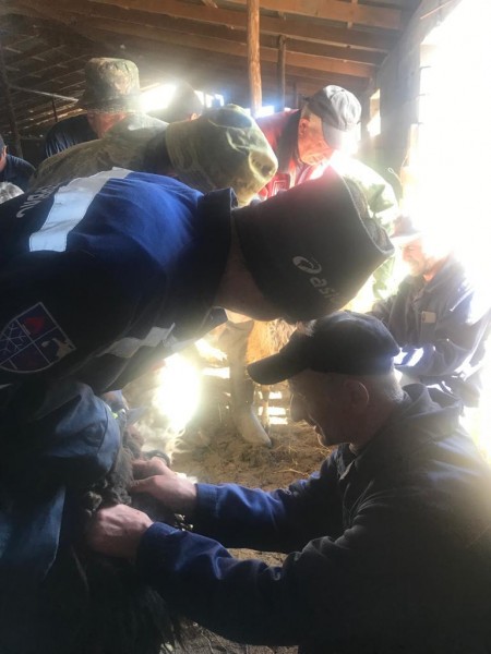 Ветеринарные мероприятия в Курахском районе