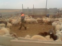 Мероприятия по осуществлению иммунизации животных