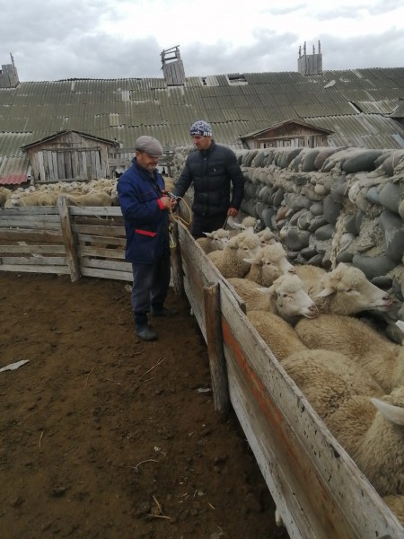 Перегон овец с летних на зимние пастбища в Хунзахском районе