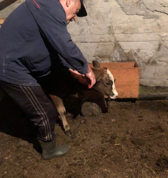 Ветеринарные мероприятия в Рутульском районе