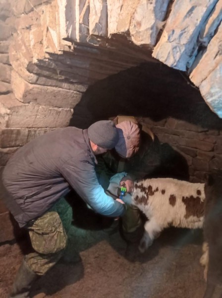 Ветеринарные мероприятия в Агульском районе