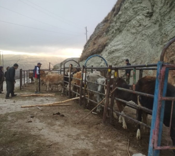 Ветеринарные мероприятия в Левашинском районе