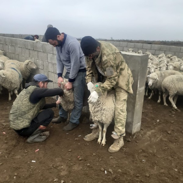 Ветеринарные мероприятия в хозяйствах республики