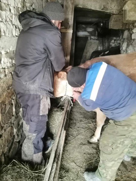 Ветеринарные мероприятия в Агульском районе