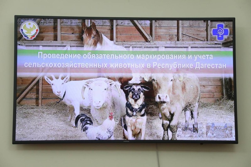 Обязательную маркировку сельскохозяйственных животных обсудили сегодня на совещании в Правительстве