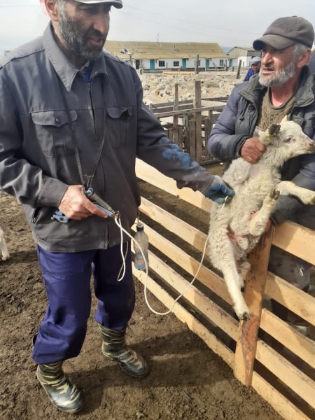 Профилактика оспы овец
