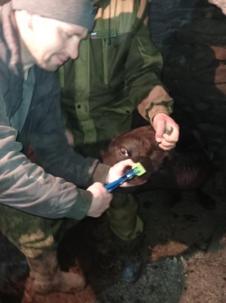 Ветеринарные мероприятия в Агульском районе