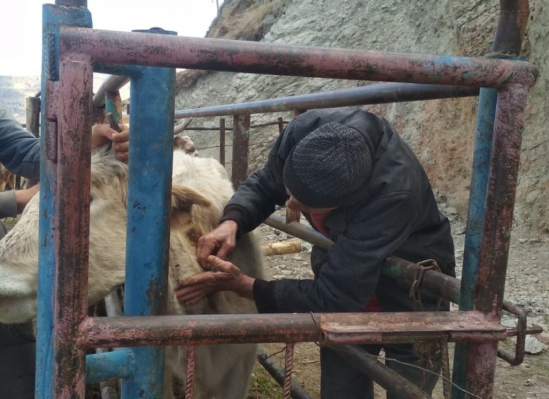 Ветеринарные мероприятия в Левашинском районе