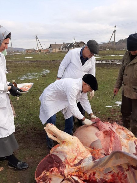 Контрольный забой с целью диагностики туберкулеза крупного рогатого скота