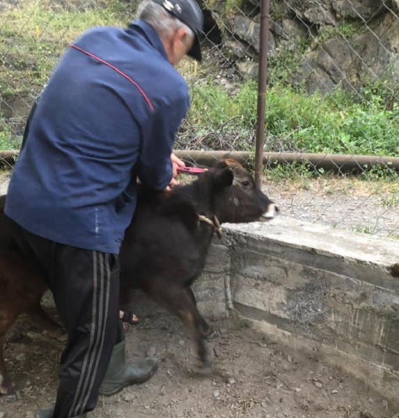 Ветеринарные мероприятия в Рутульском районе