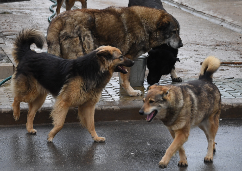 Усилены меры по отлову животных без владельцев