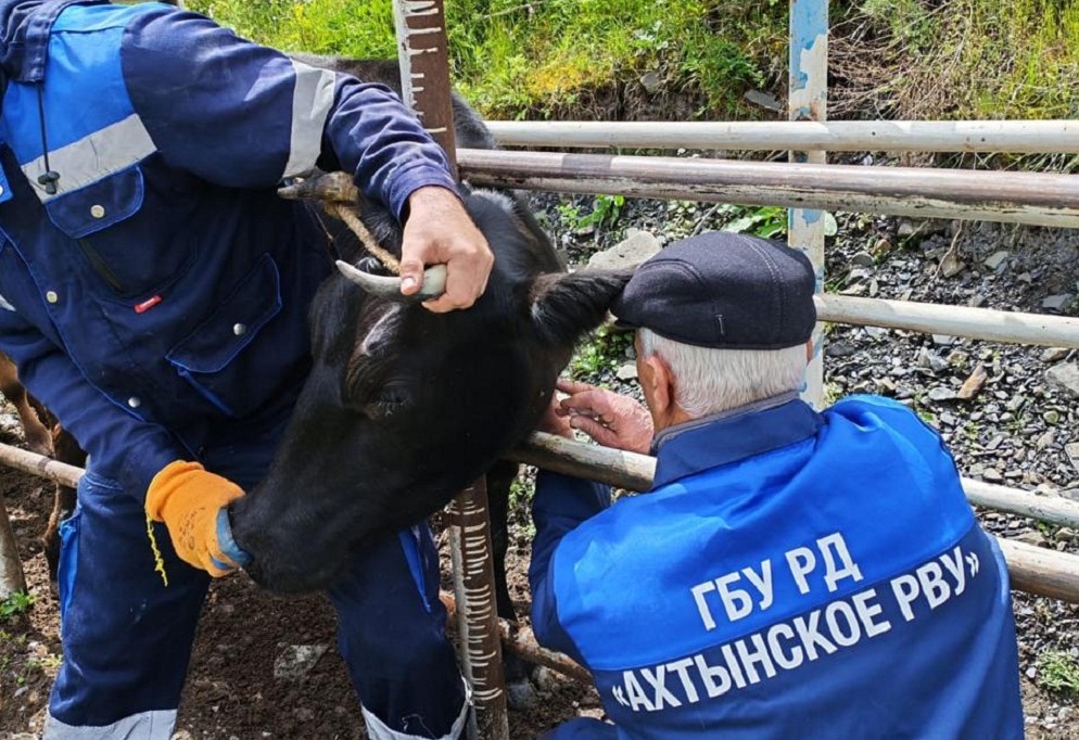 Ветеринарные мероприятия в Ахтынском районе