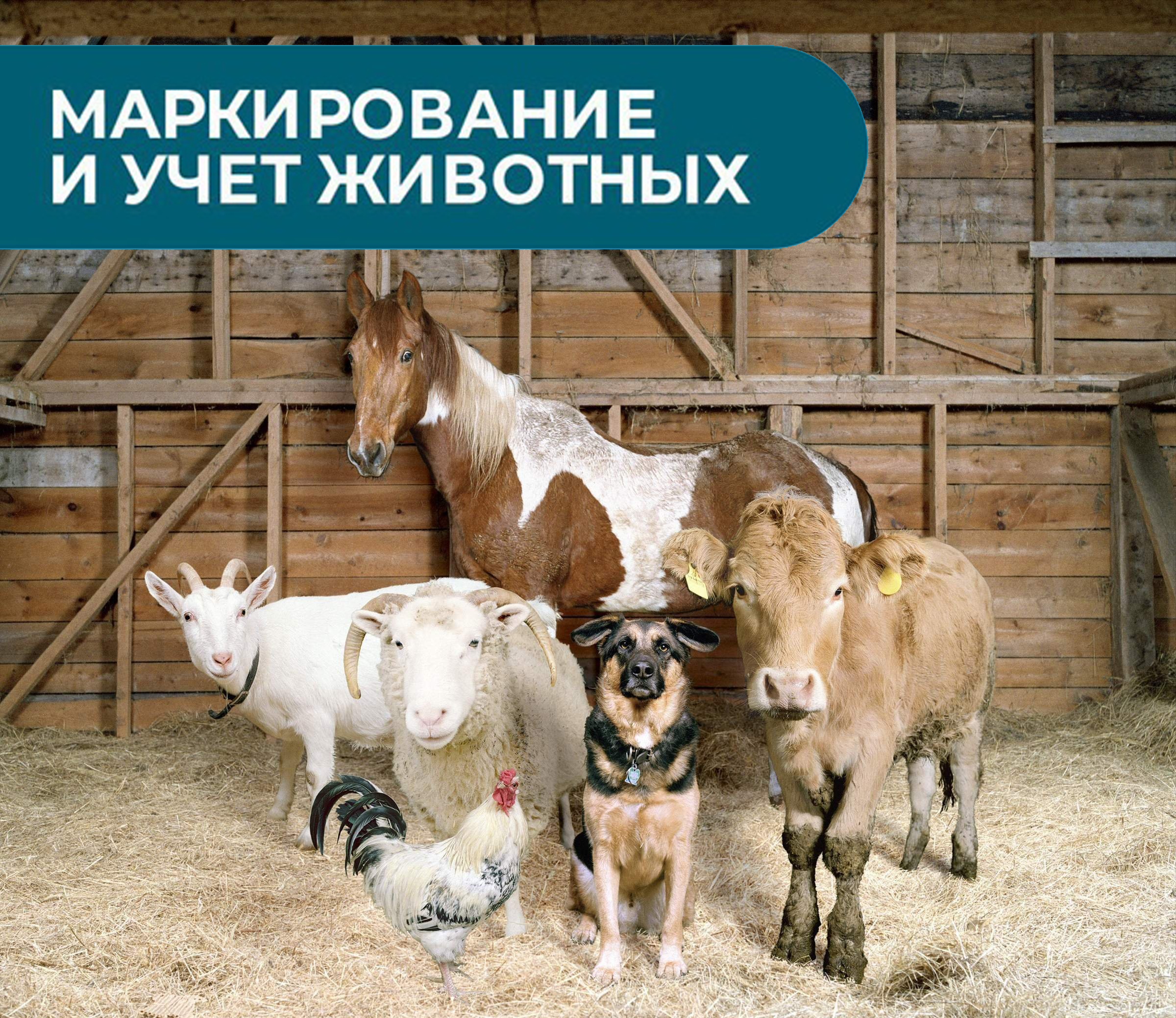 Порядок действий граждан для осуществления учета животных