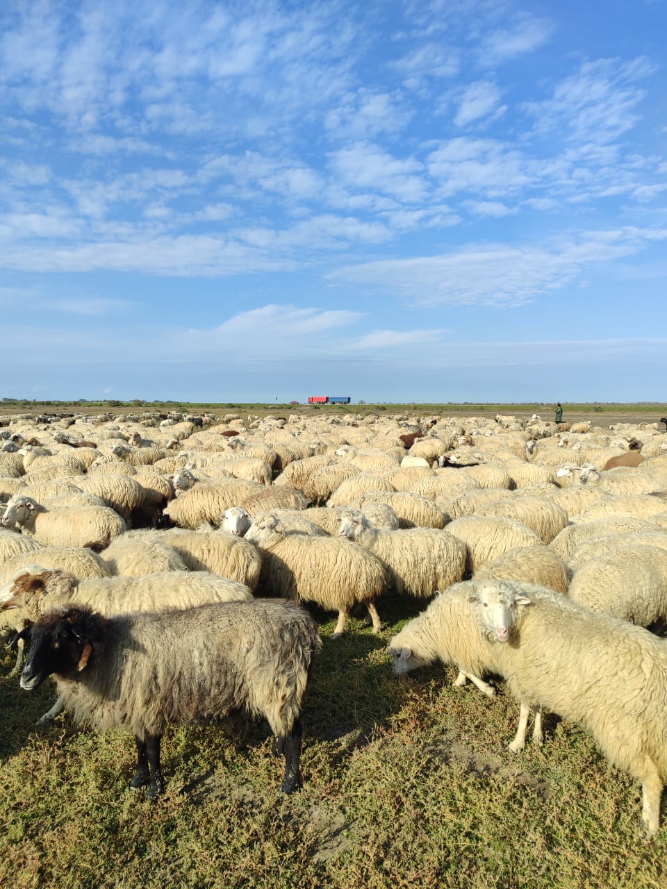 В республике идет перегон скота на зимние пастбища
