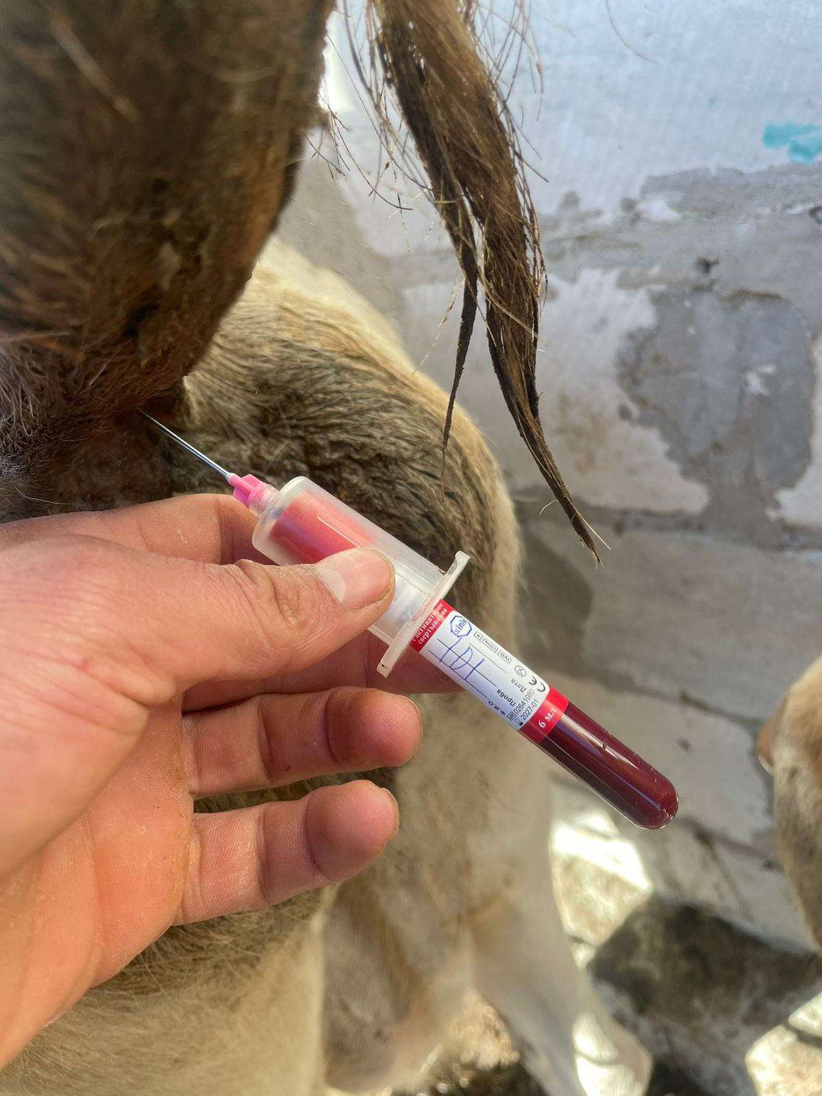 Ветеринарные мероприятия в Гунибском районе