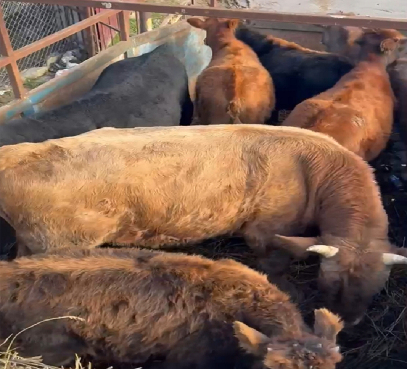 Организация мероприятий по отлову сельскохозяйственных животных