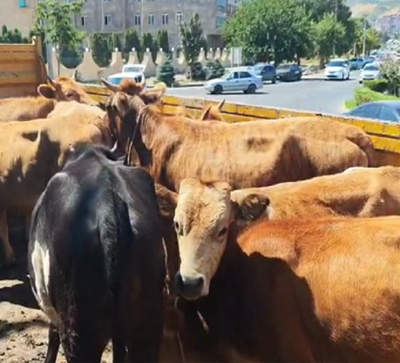 Организация мероприятий по отлову сельскохозяйственных животных